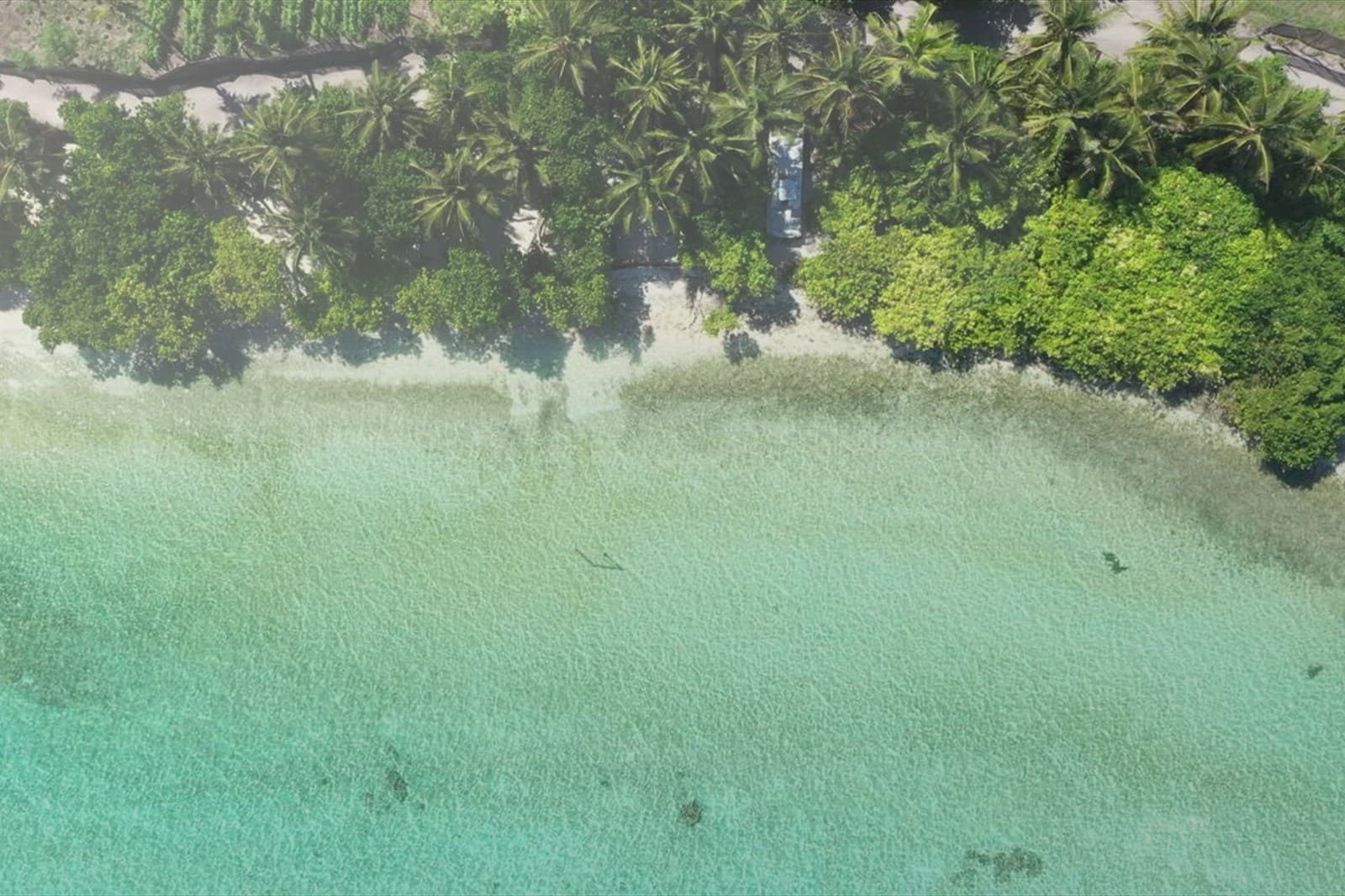 Aerial view of a tropical beach with palm trees and blue water.